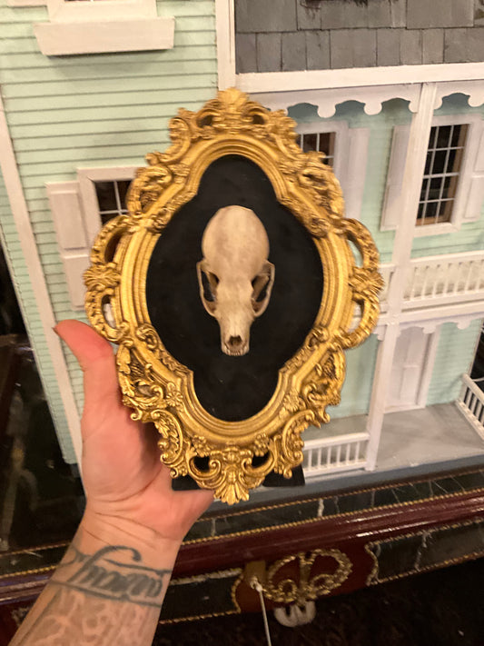 Marten skull in frame