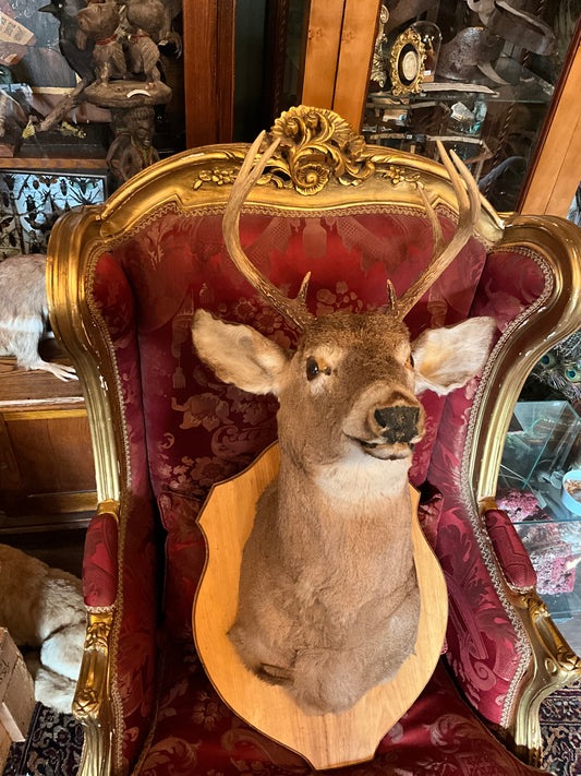 Vintage deer head taxidermy