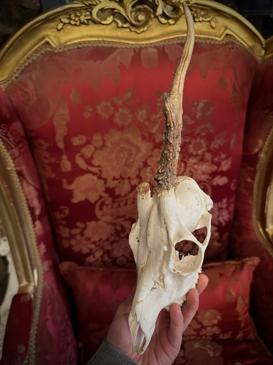 Atypical roe deer skull