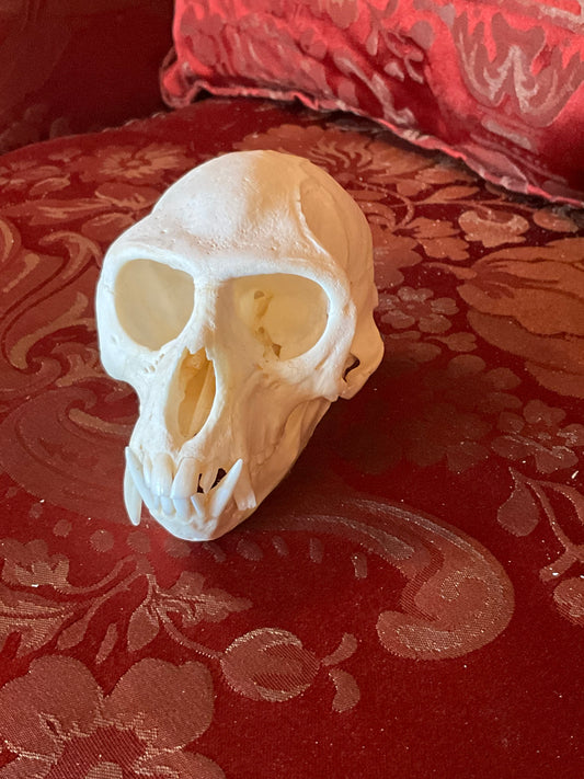 Vervet Monkey skull