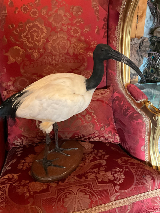 Ibis bird taxidermy