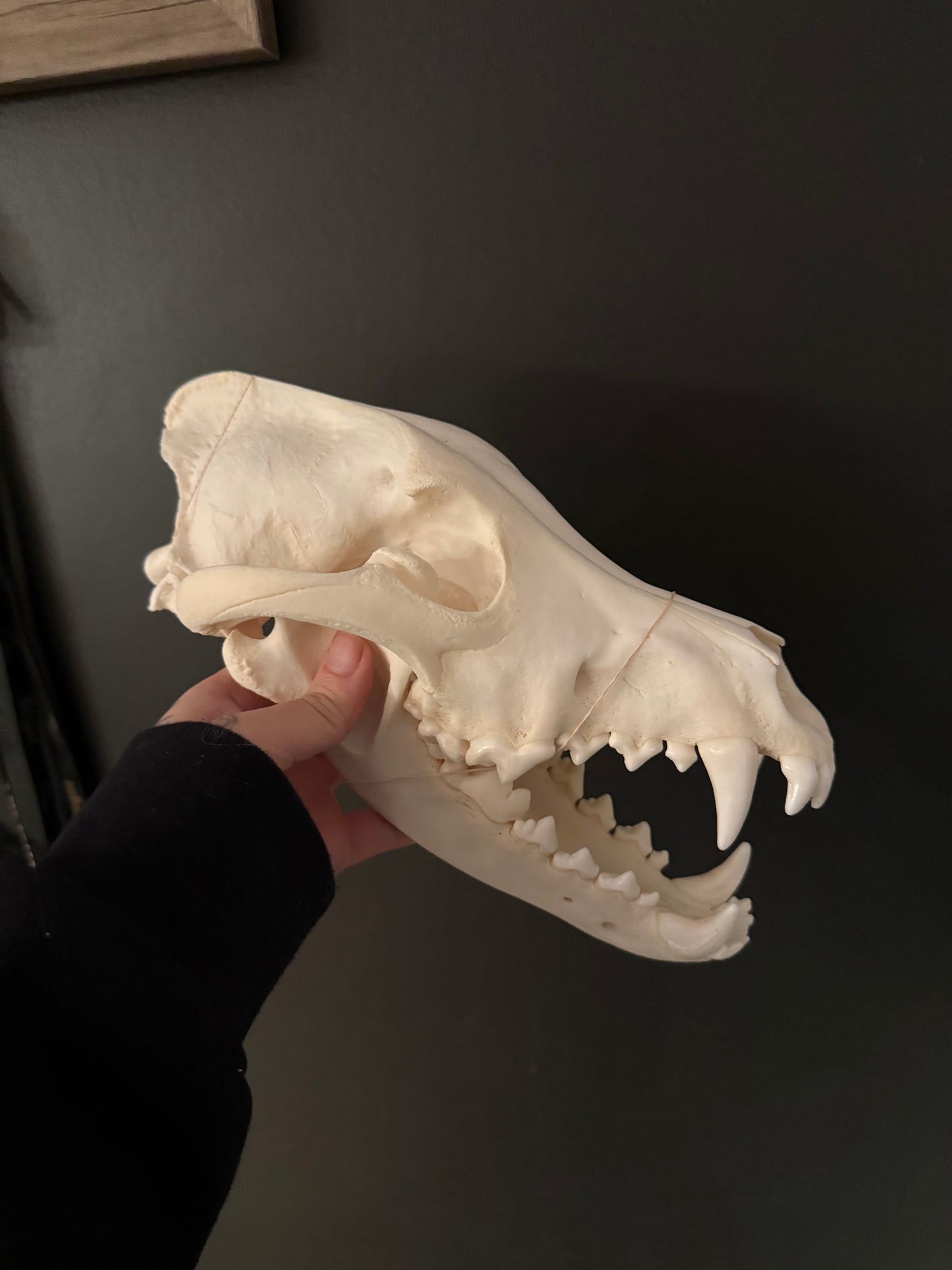 Artic Wolf skull