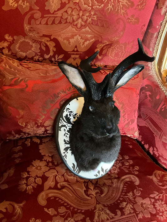 All Black jackalope