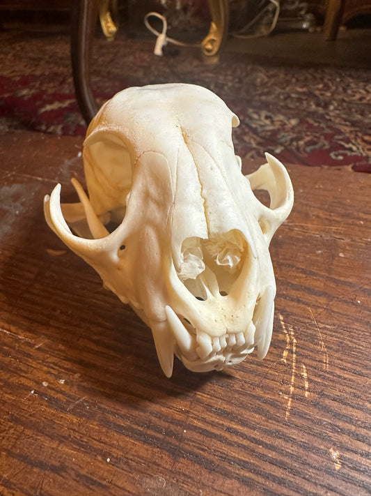 Lynx skull