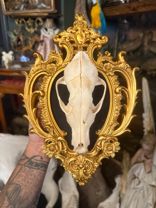 Coyote skull frame