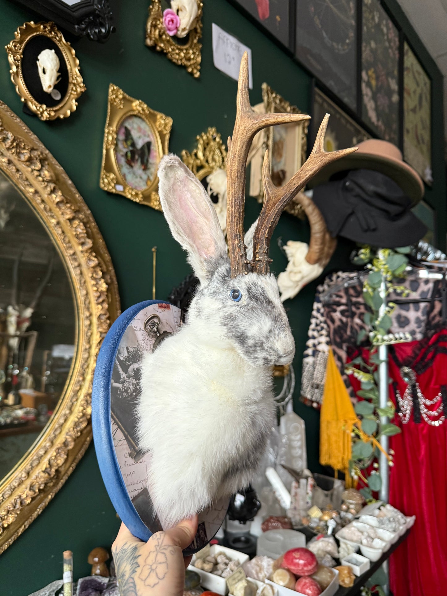 Jackalope taxidermy mount
