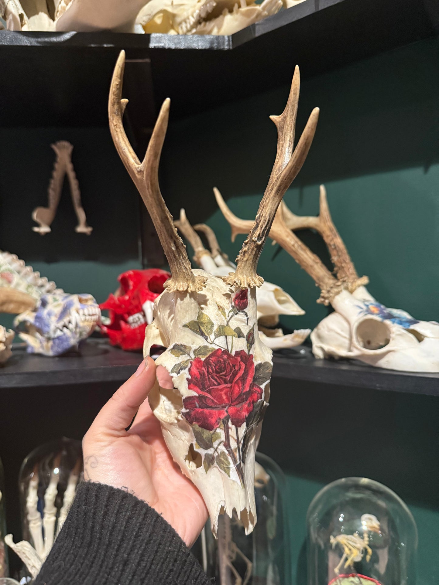 Roe deer skull with roses