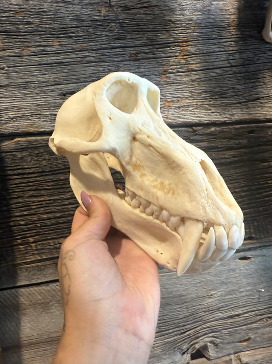 Mâle baboon skull