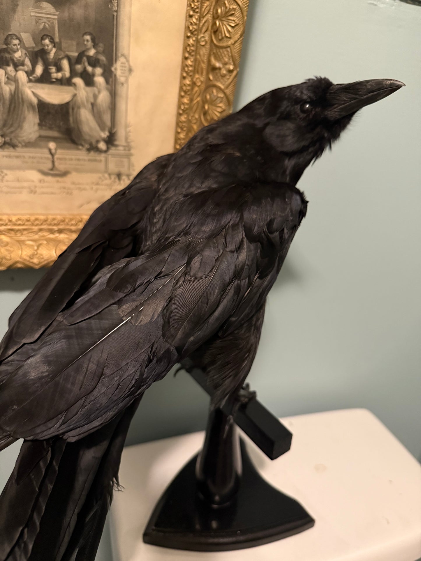 Taxidermy crow