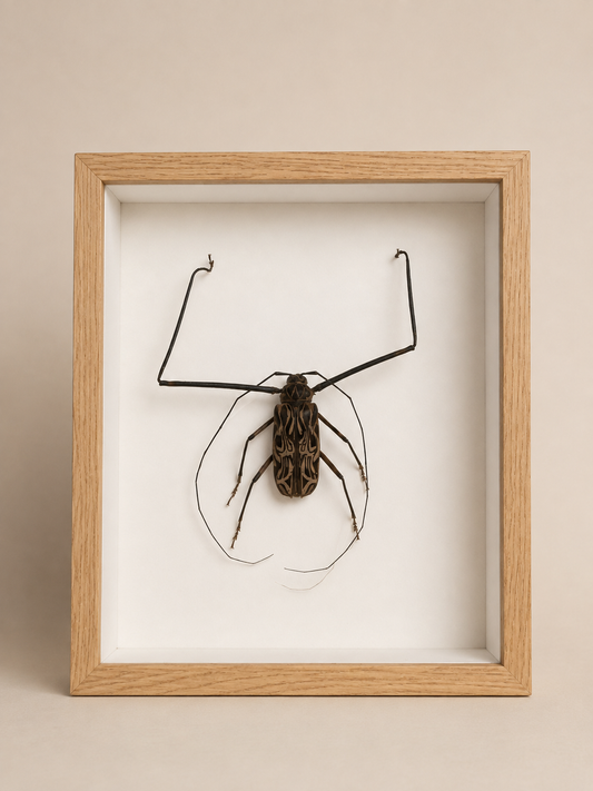 Acrocinus in shadow box