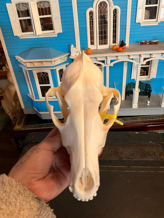 Coyote skull complete