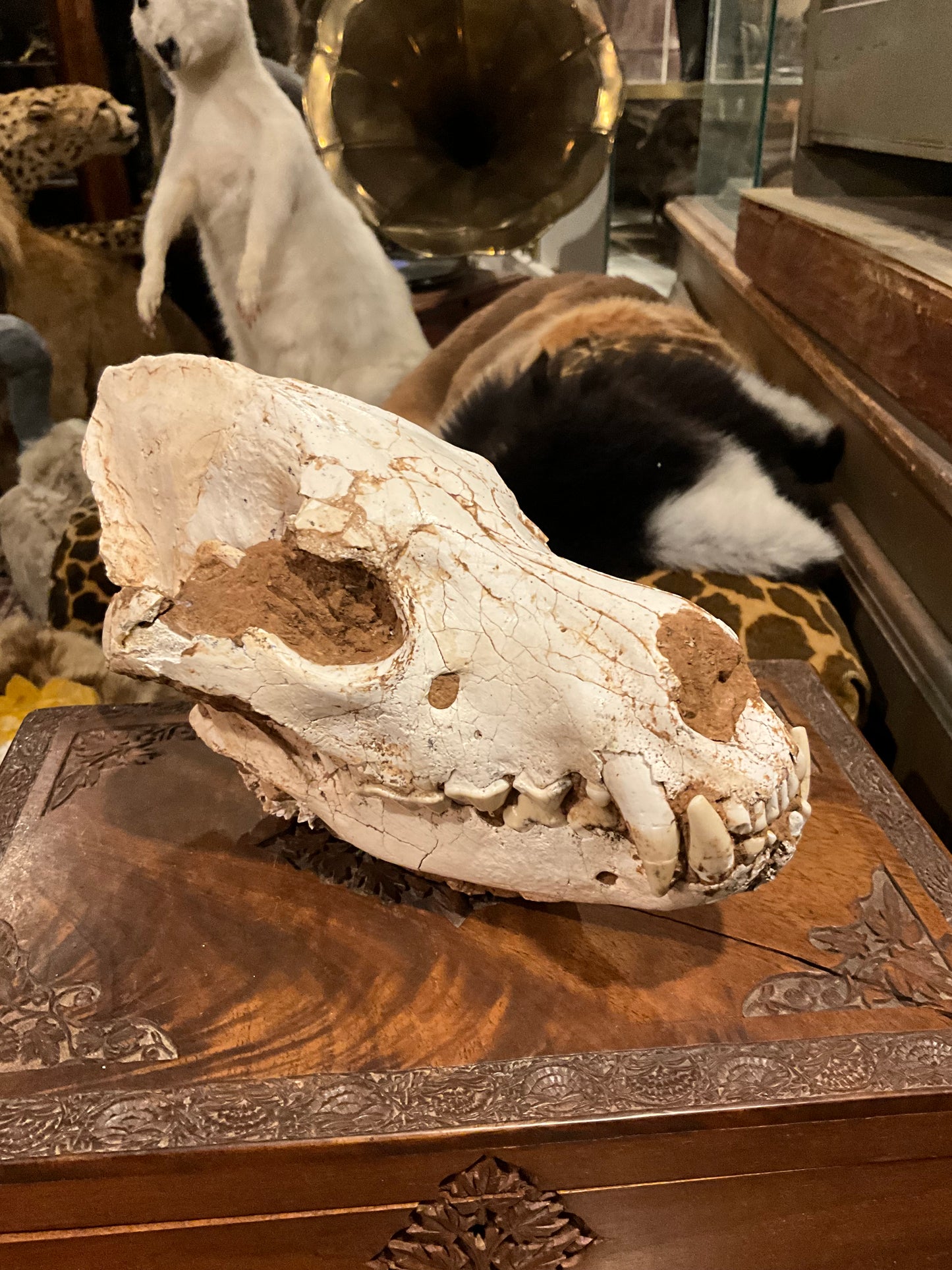 Fossilised hyena skull