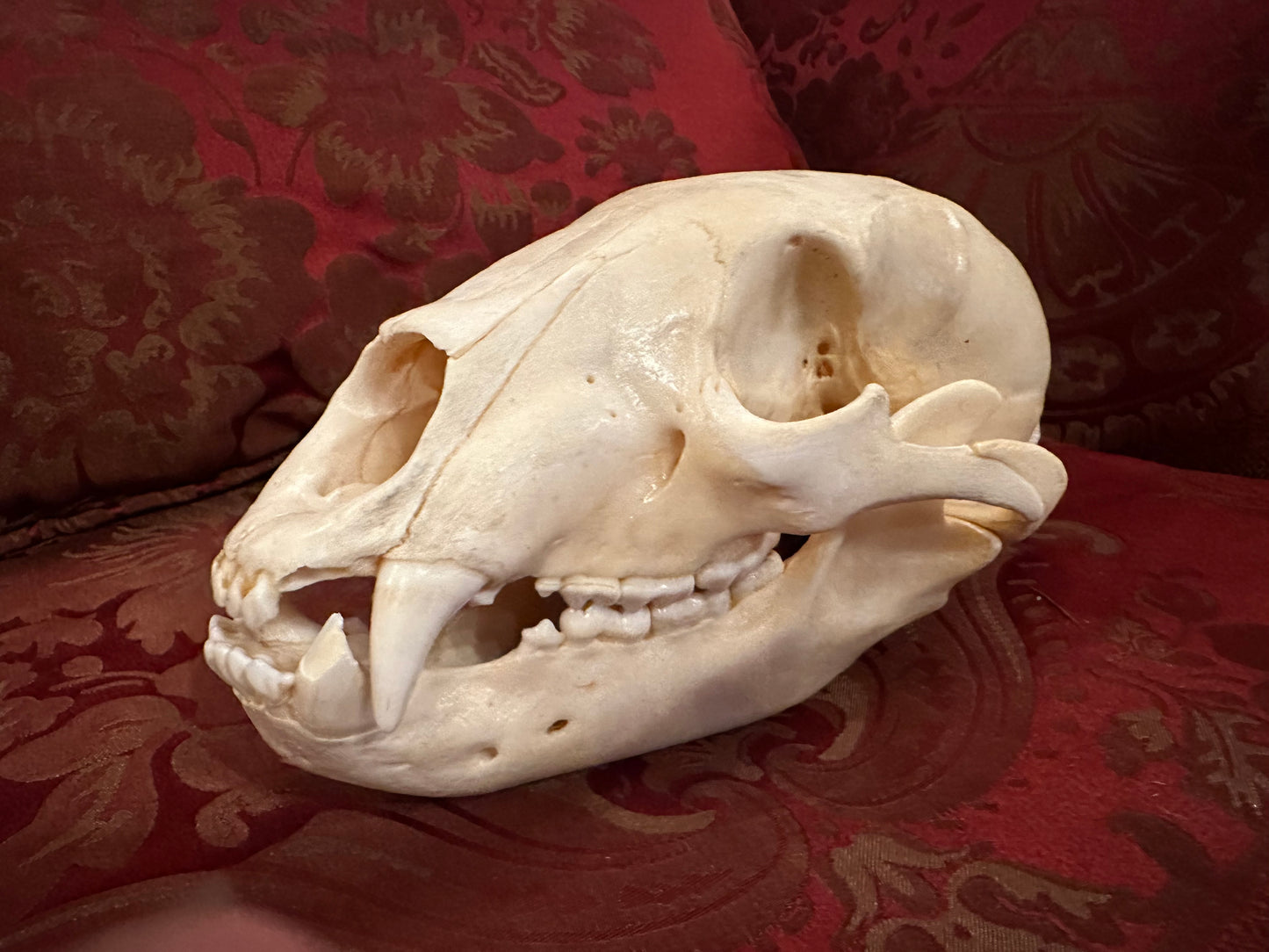 Black bear skull