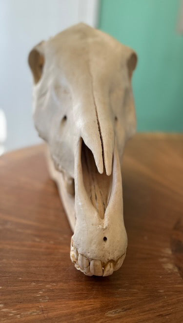 Zebra skull