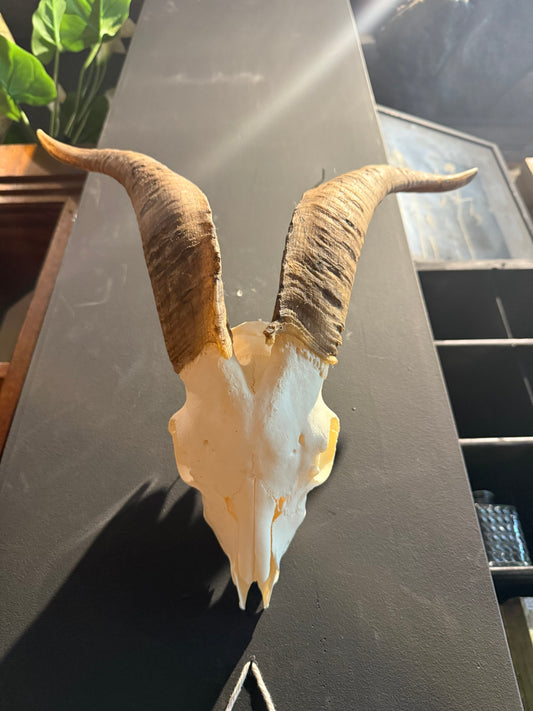 Large angora goat skull