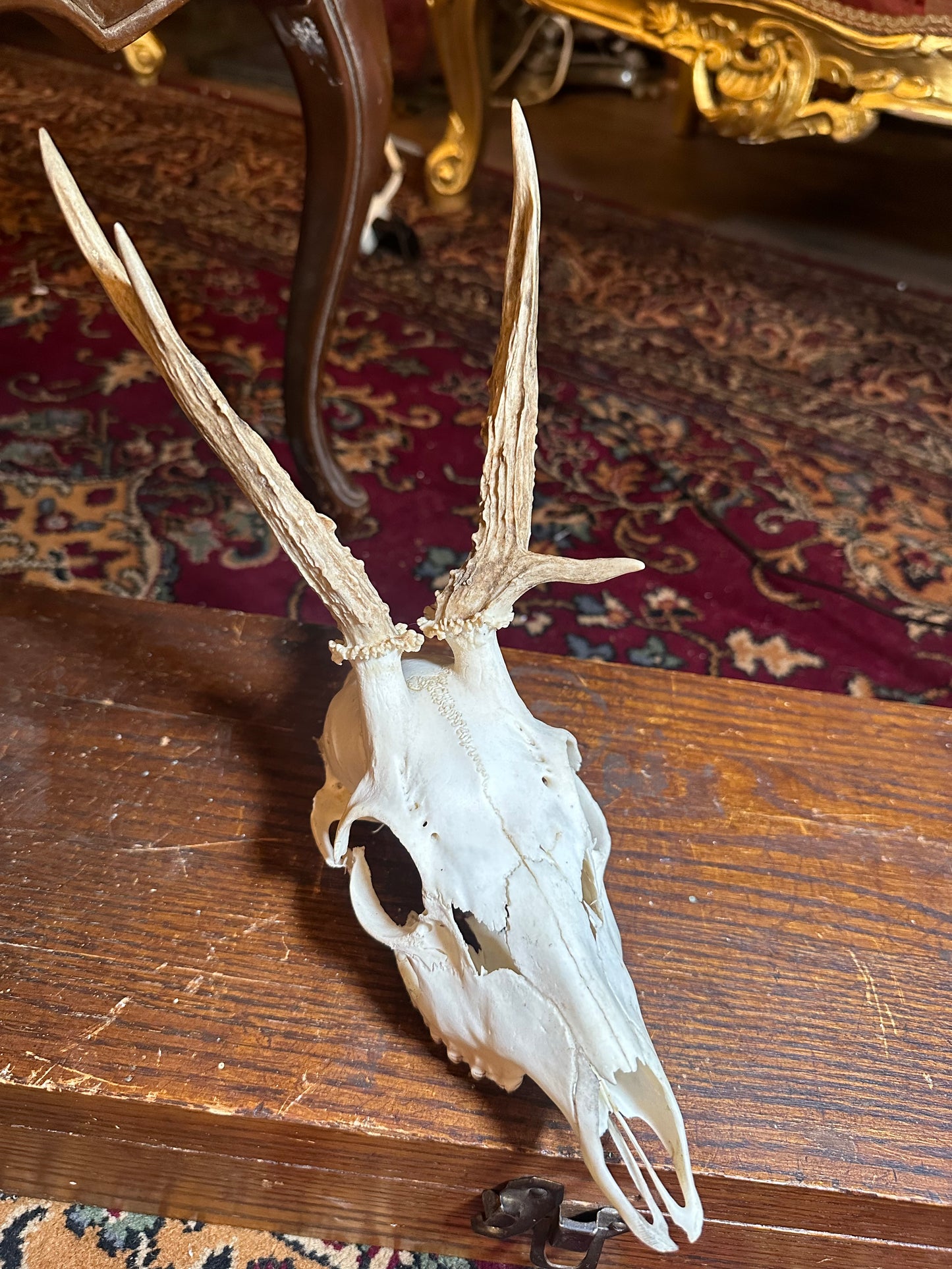 Roe deer skull