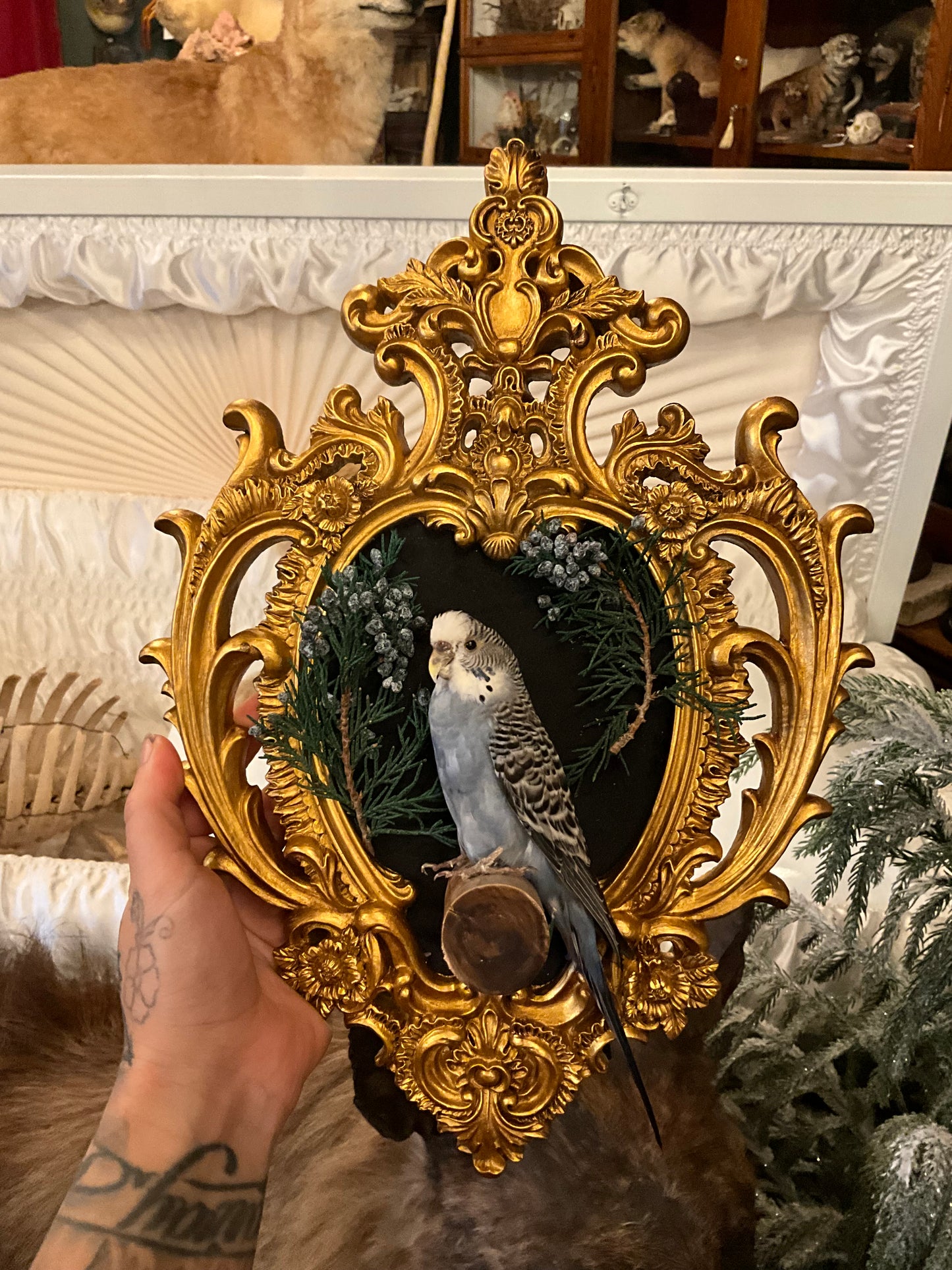 Parakeet in a frame