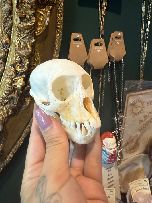Vervet monkey skull