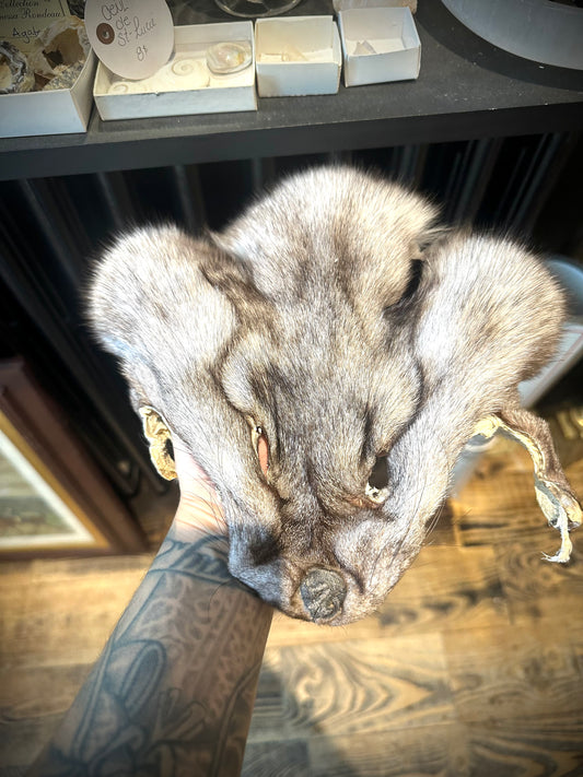 Fox face fur