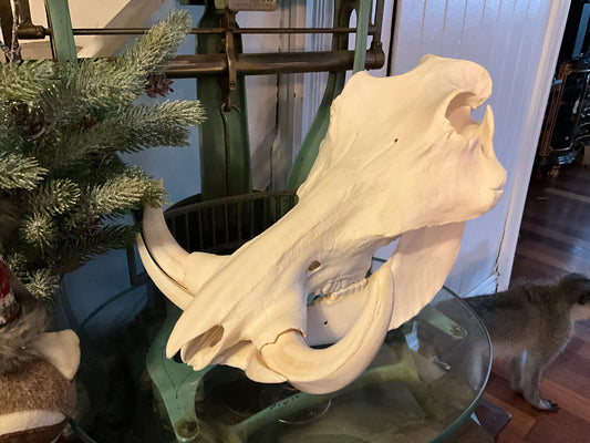 Warthog skull