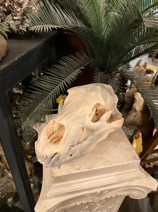Grizzly bear skull