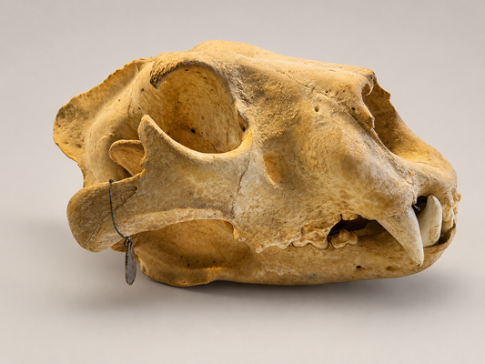 Antique large lion skull