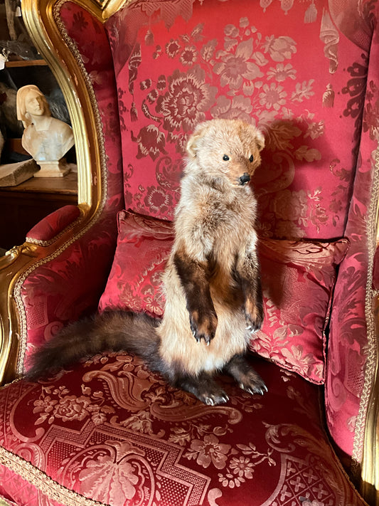 Fisher taxidermy