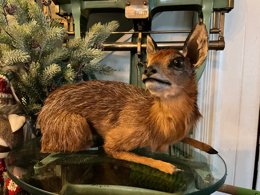 Baby grysbok antilope