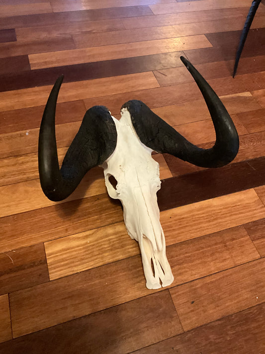 Wildabeast skull