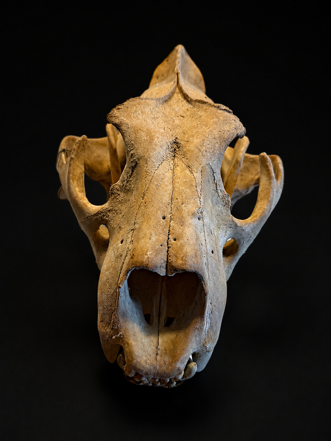 Antique large lion skull