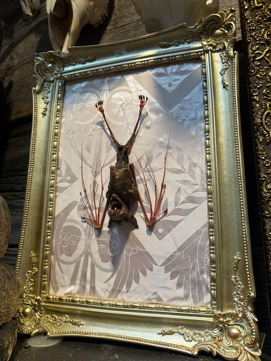 Mummified bat skeleton