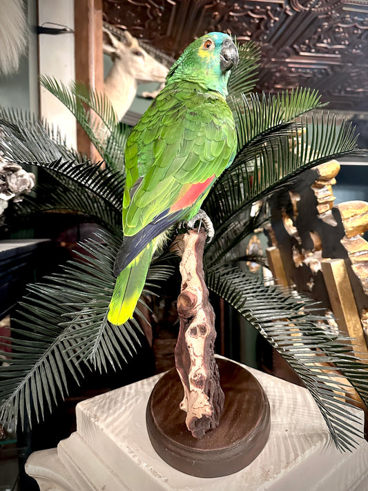 Blue fronted Amazon parrot taxidermy
