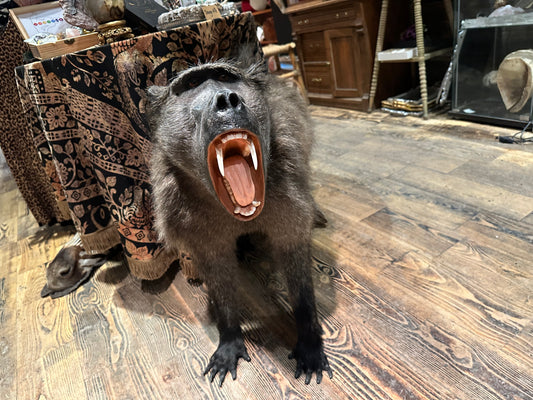 Full mount baboon taxidermy