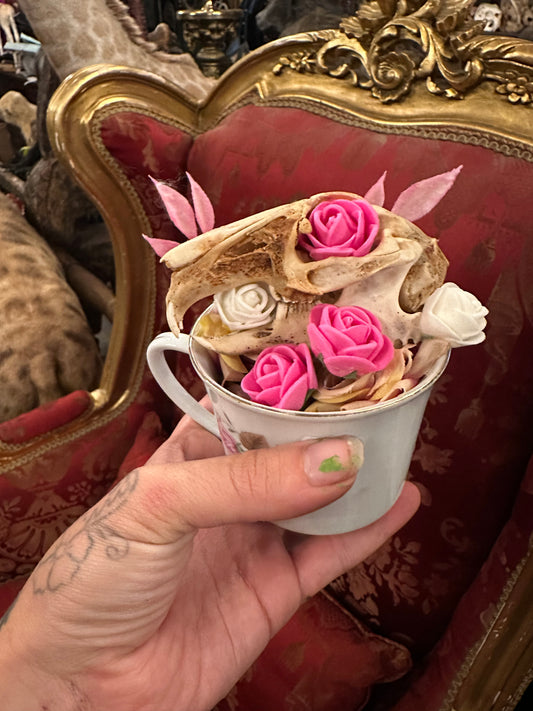 Rabbit skull in teacup