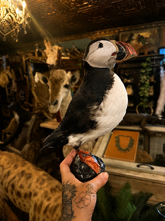 Puffin Taxidermy
