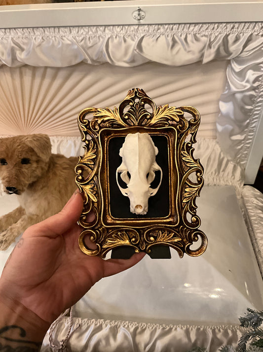 Weasel skull in a frame
