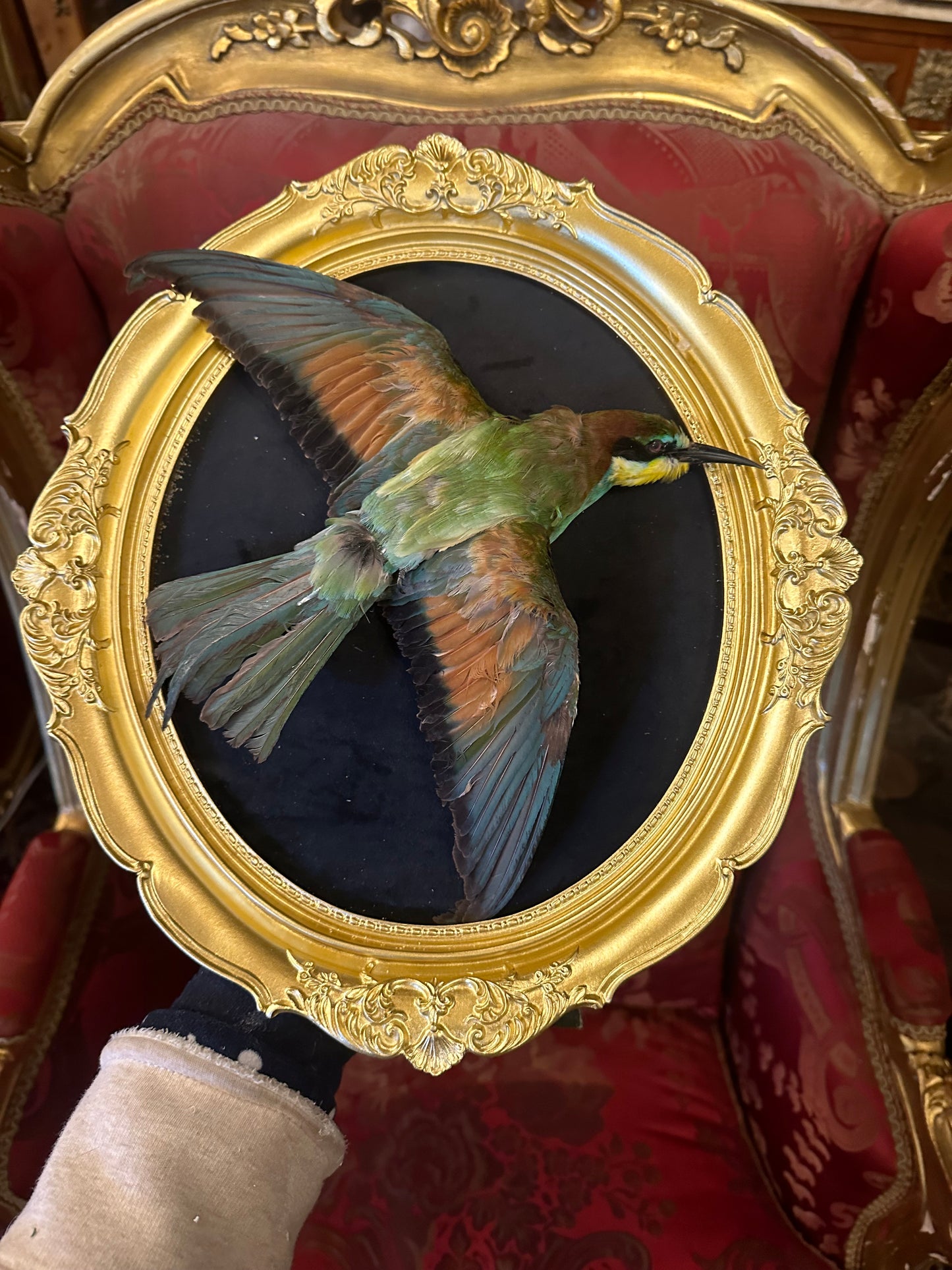 Bee-eater taxidermy frame