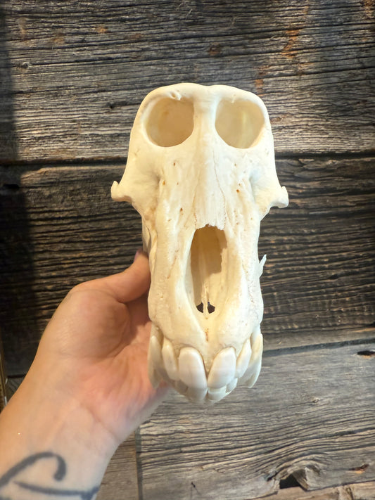 Mâle baboon skull
