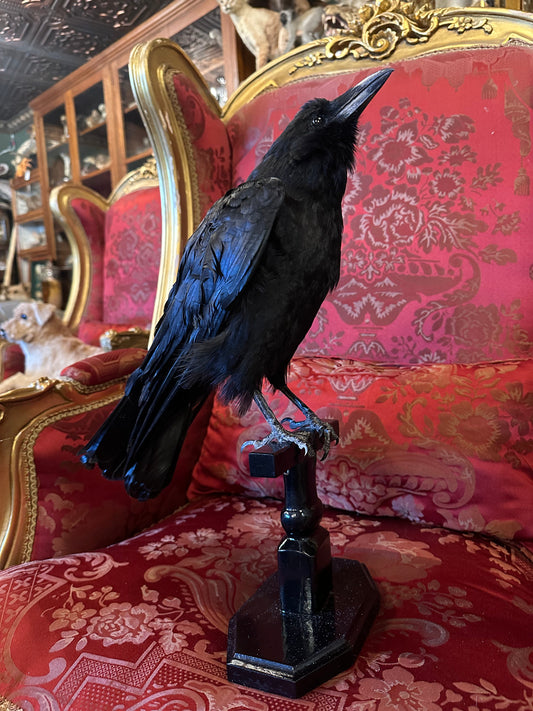 Taxidermy crow