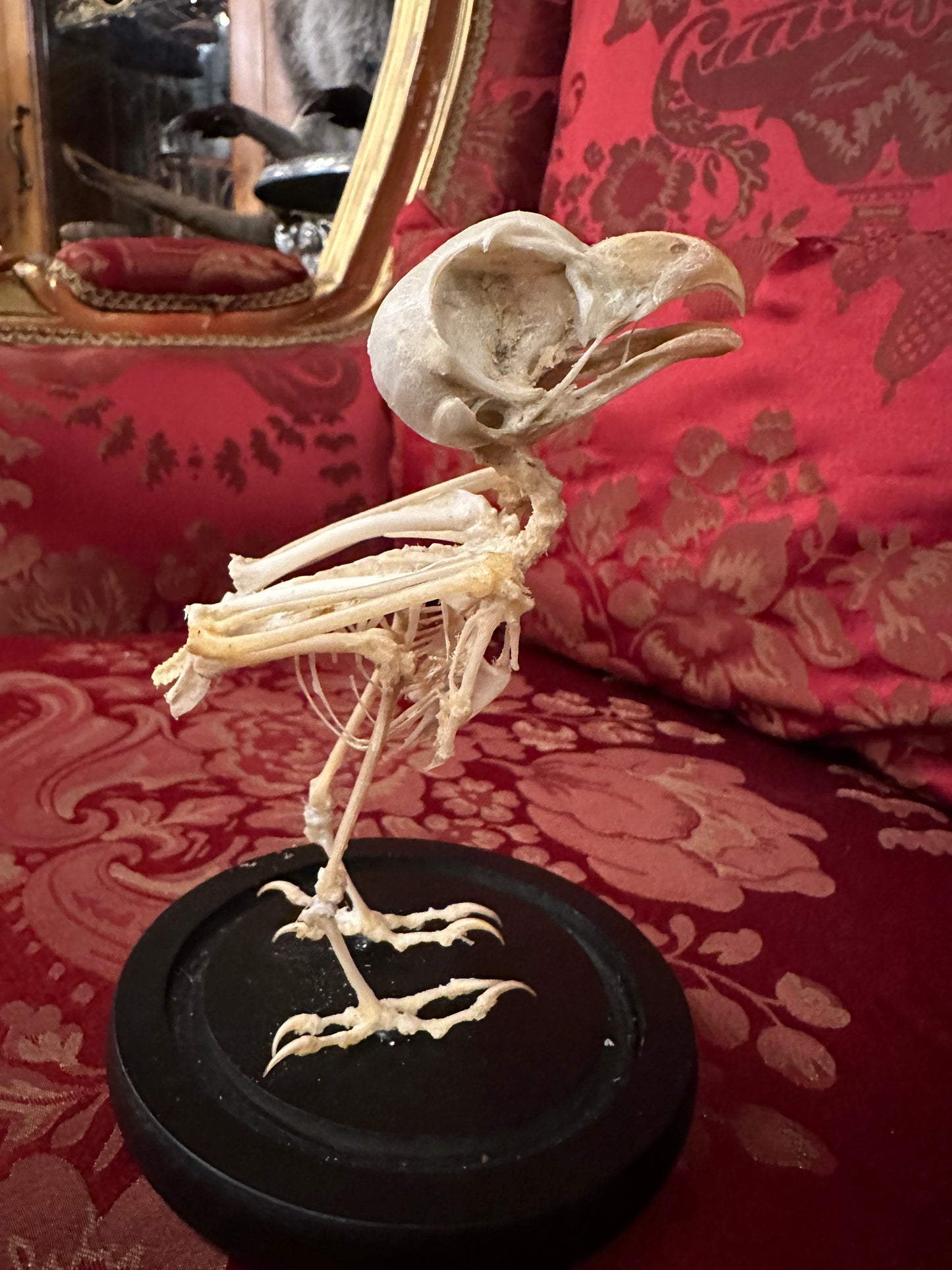 Non- native small owl skeleton