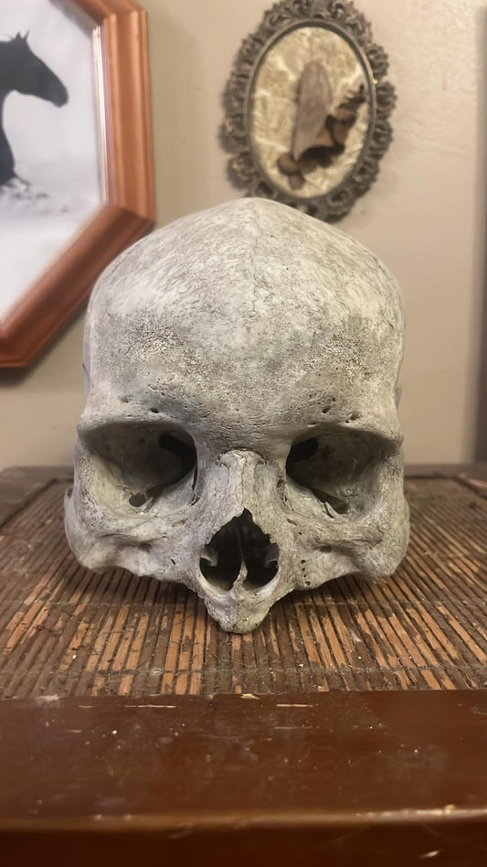 Real human skull #2