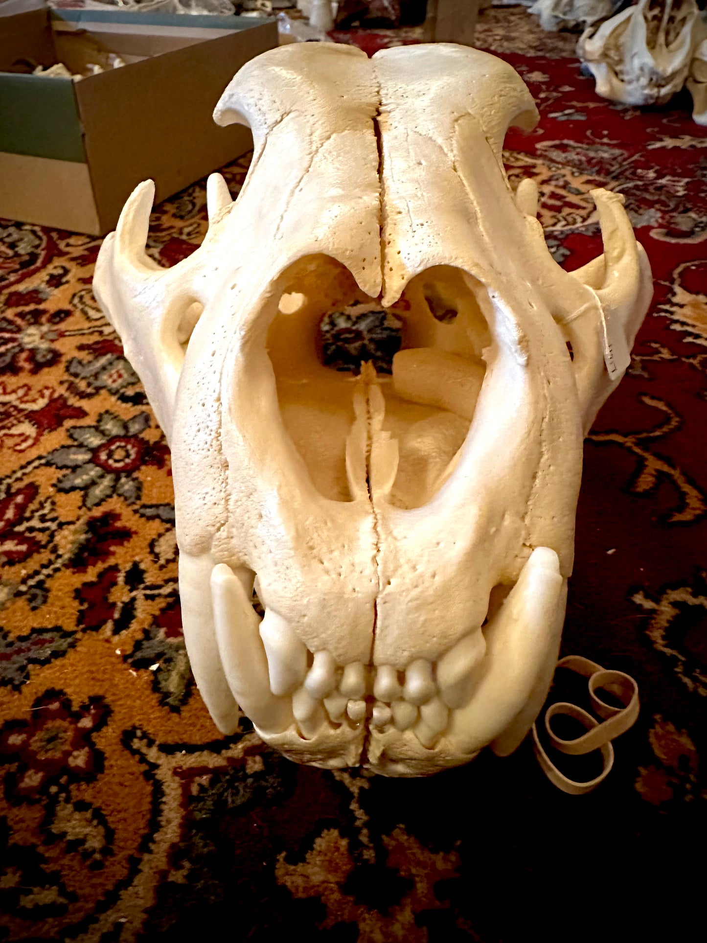 Mâle Lion skull