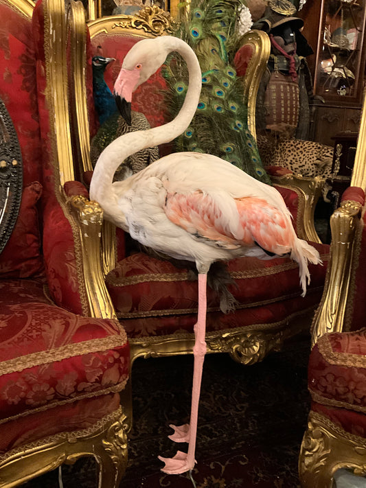 Flamingo taxidermy fullmount