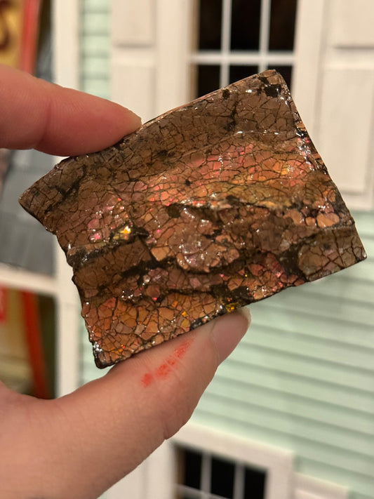 Ammolite specimen from BC