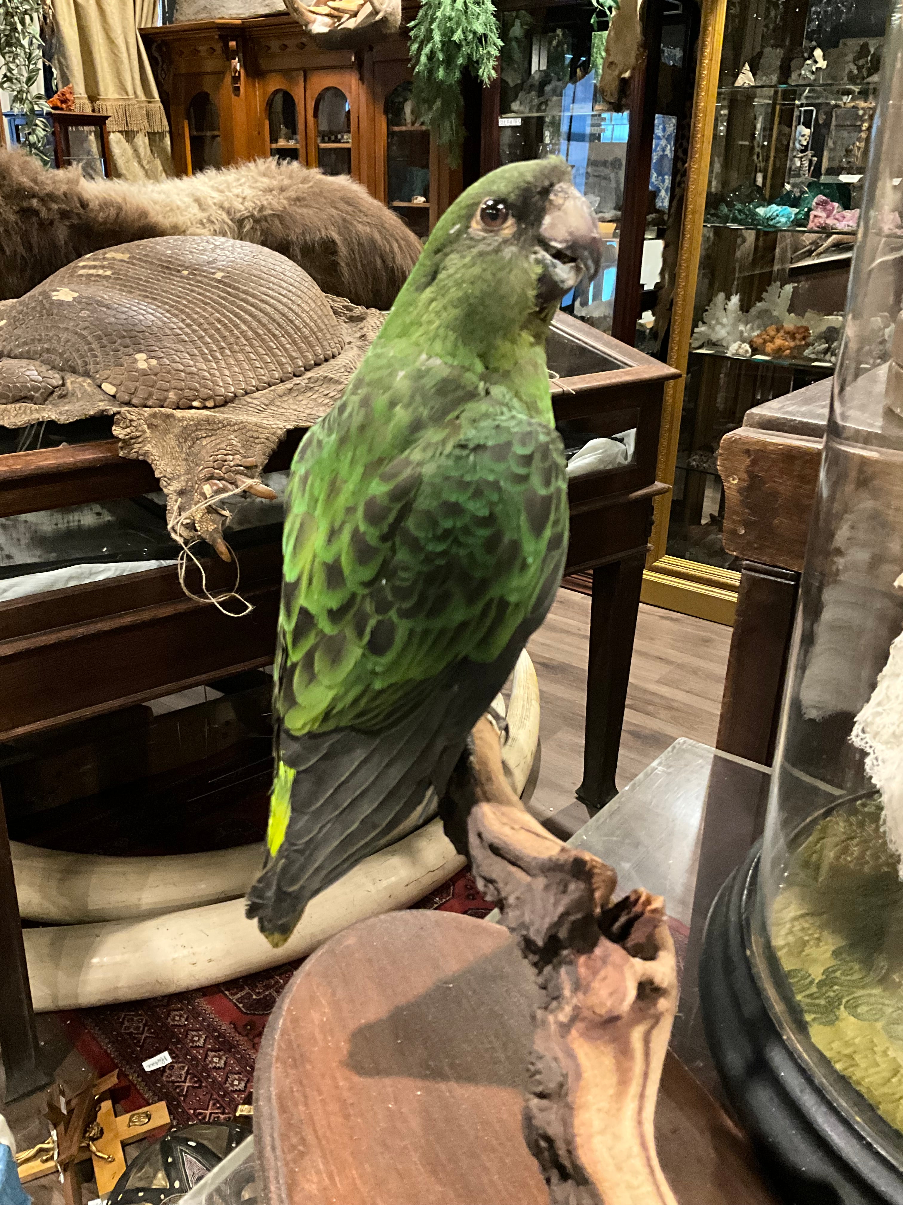Red fronted parrot taxidermy – Tocb-mtl
