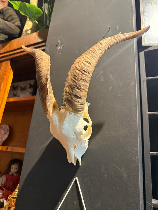 Large angora goat skull