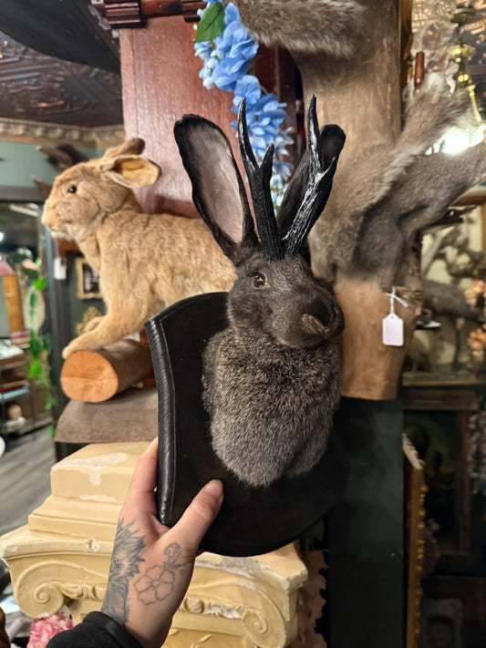 Jackalope taxidermy