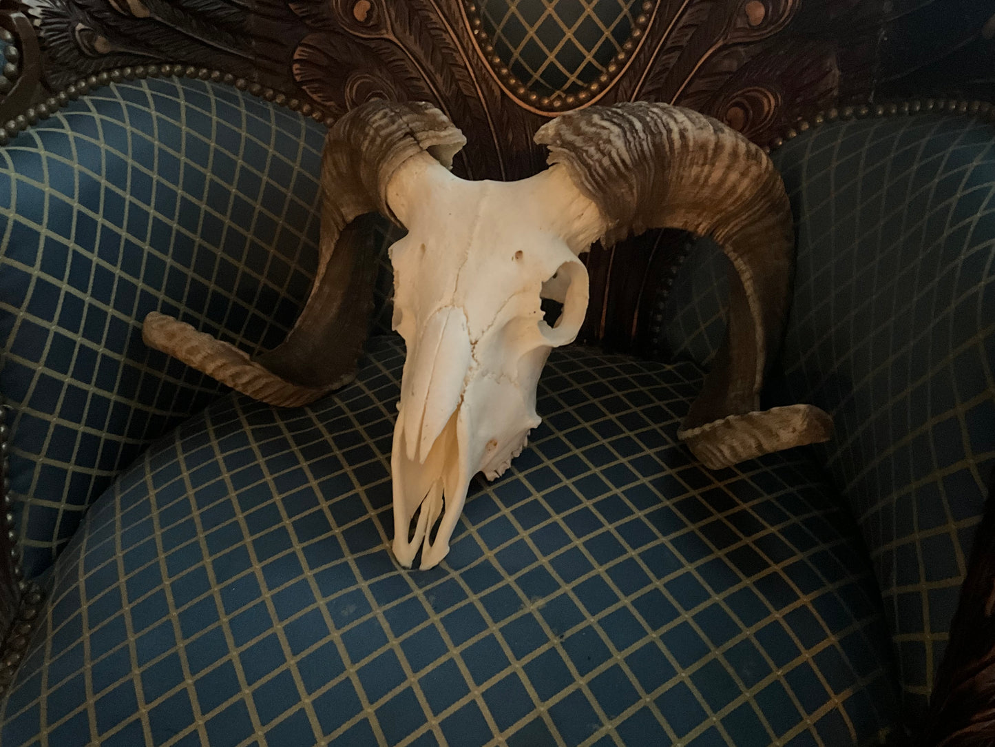 Merino ram skull