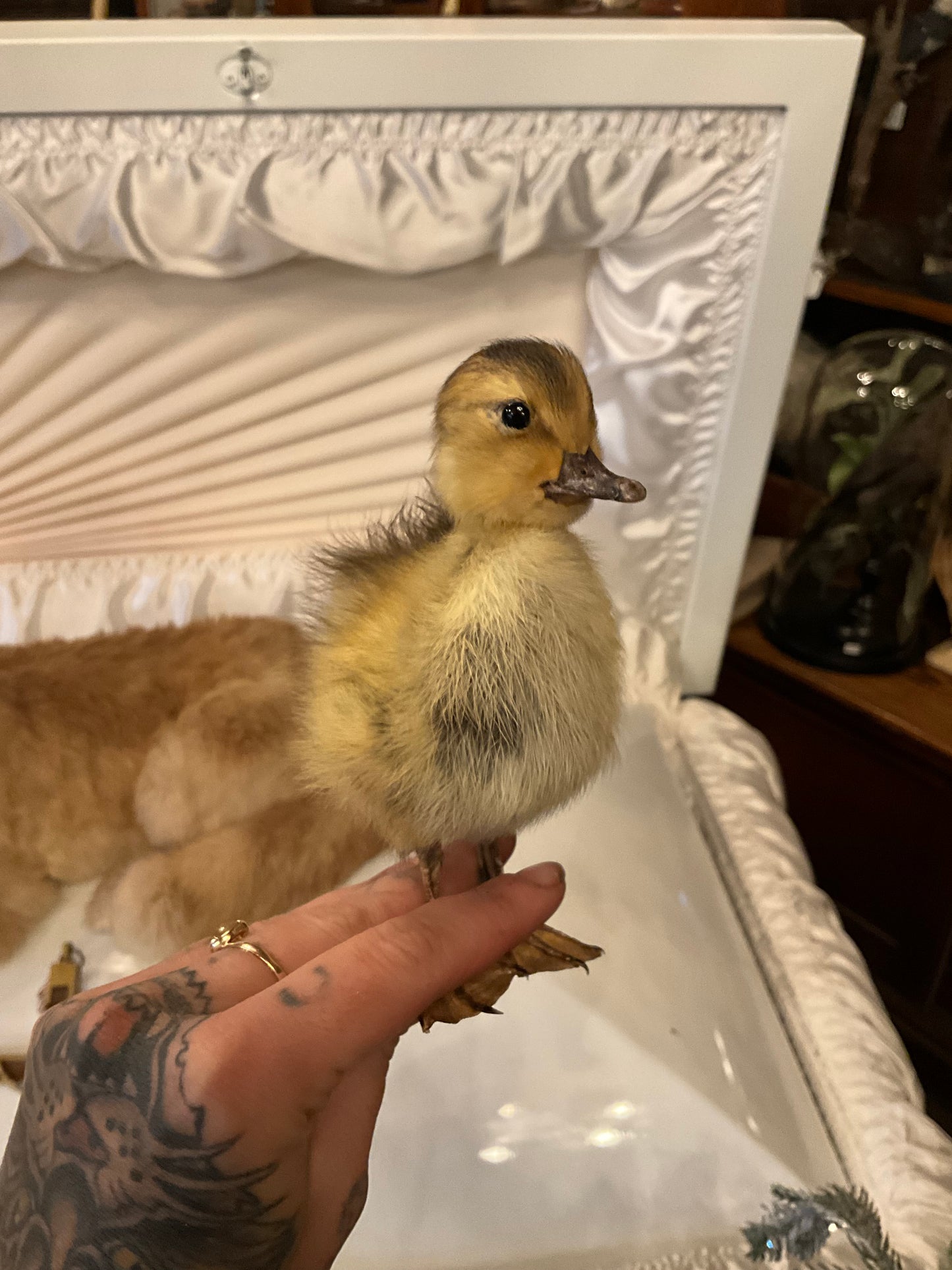 Taxidermy ducklin