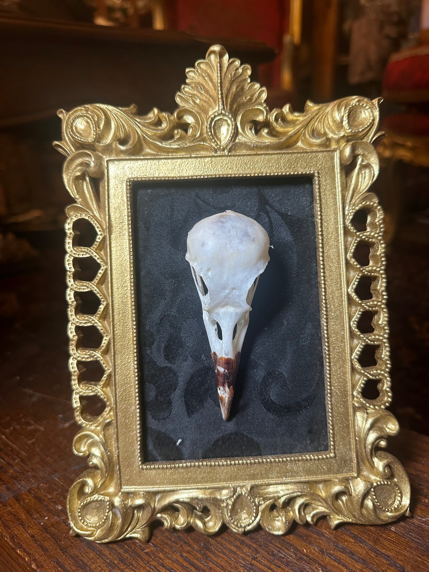 Crow skull frame